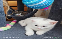 Khao Manee cats for sale: Beautiful 3 kittens  - Image 4