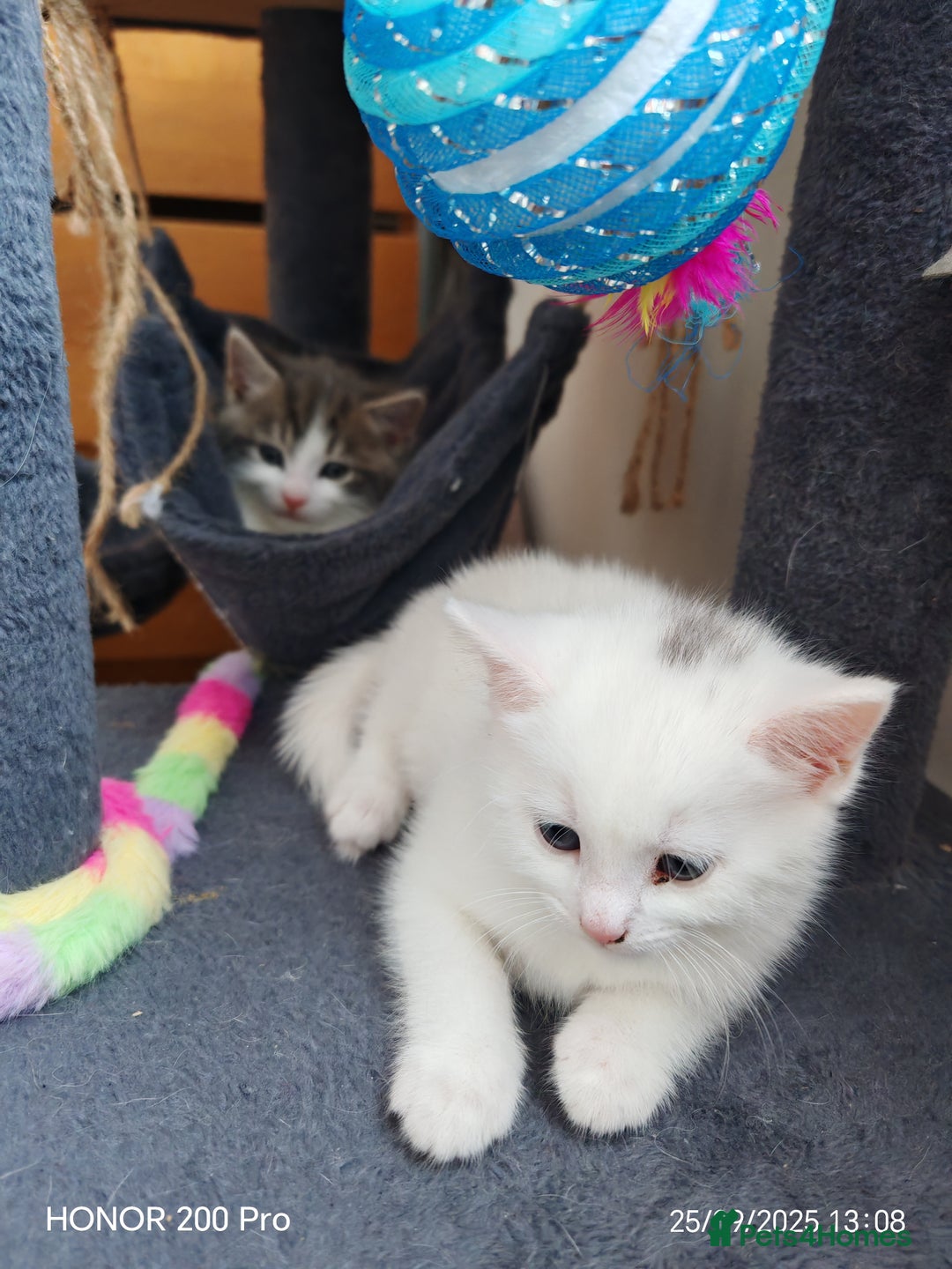 Khao Manee cats for sale: Beautiful 3 kittens  - Image 4
