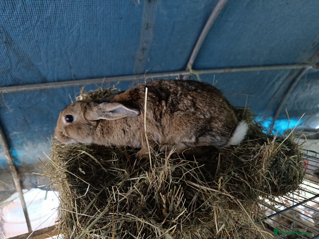 Rex rabbits for sale: Rex, lop, newzeland whites and more  - Image 8