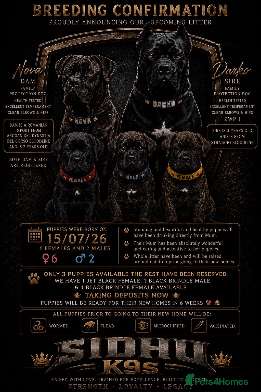 Cane Corso dogs Cane Corso Puppies Ready For Their New 🏡 🐾 - Advert 18