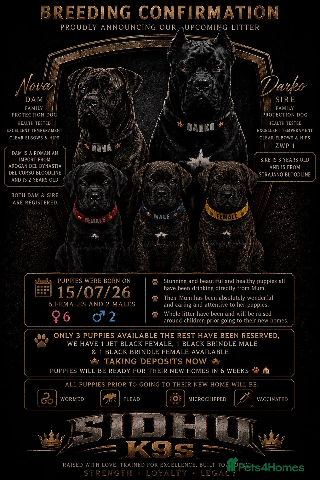 Cane Corso dogs for sale: Cane Corso Puppies Ready For Their New 🏡 🐾 - Advert 1