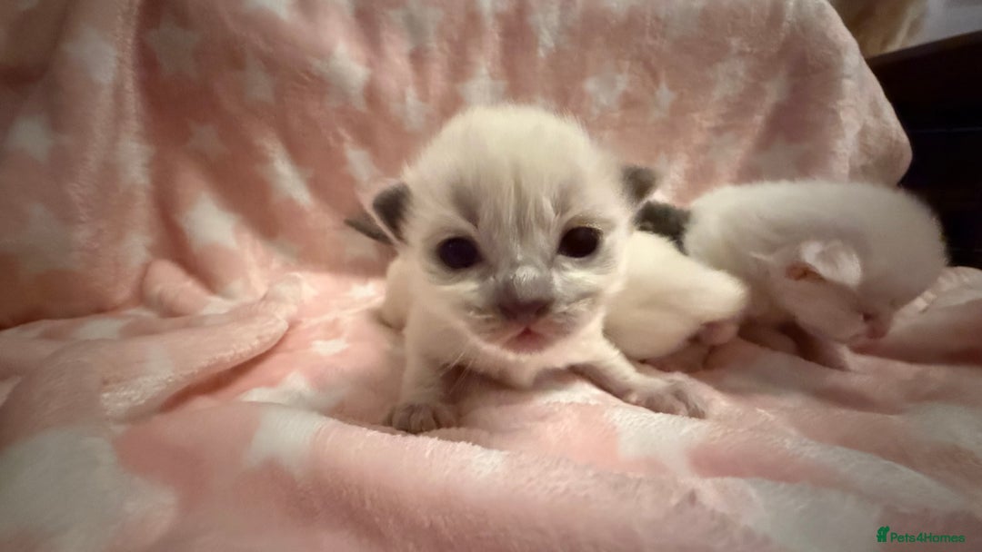 Ragdoll cats for sale: Stunning Ragdoll Kittens girl and boys  - Advert 3