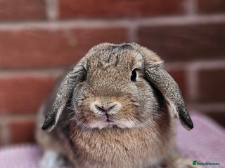 Mini Lop rabbits Mini Lop Bucks - Advert 15