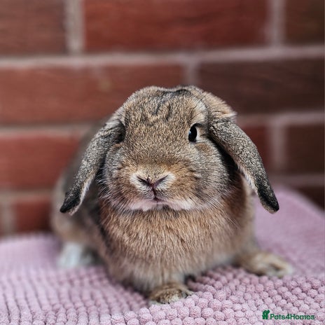 Mini Lop rabbits Mini Lop Bucks - Advert 8