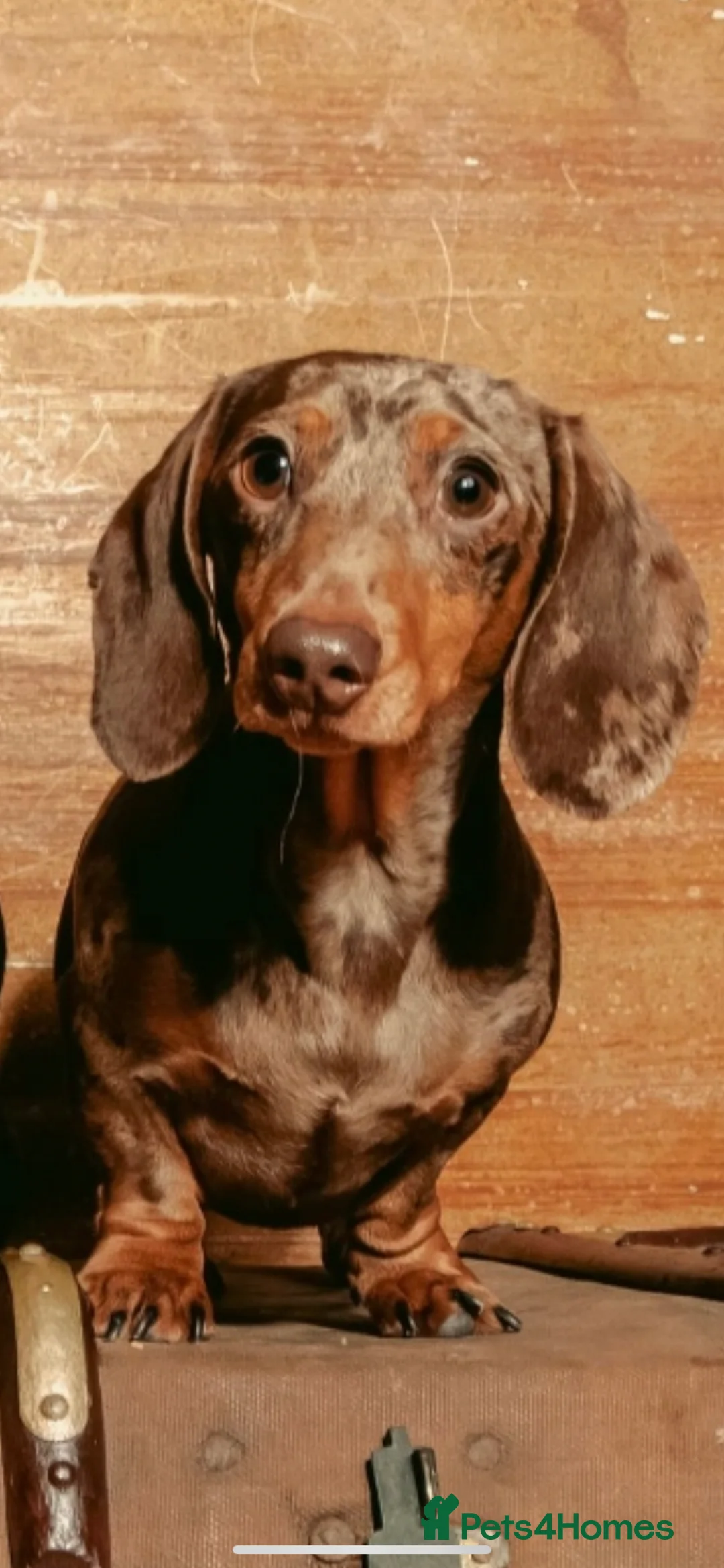 Miniature Dachshund dogs for stud: Richmond the sausage -KC Reg-DNA tested,Proven in Pentre - Advert 4