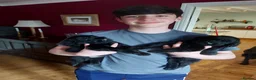 Flat coated Retriever dogs for sale: Flat coated pups ready 24/07 - Advert 37