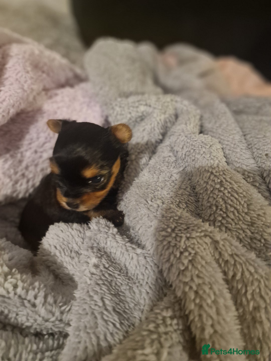 Yorkshire Terrier dogs for sale: Hello we got 2gorgeous puppies for sale - Advert 3