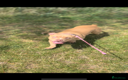 American Bully dogs for sale: 8 month old female pocket bully  - Image 3