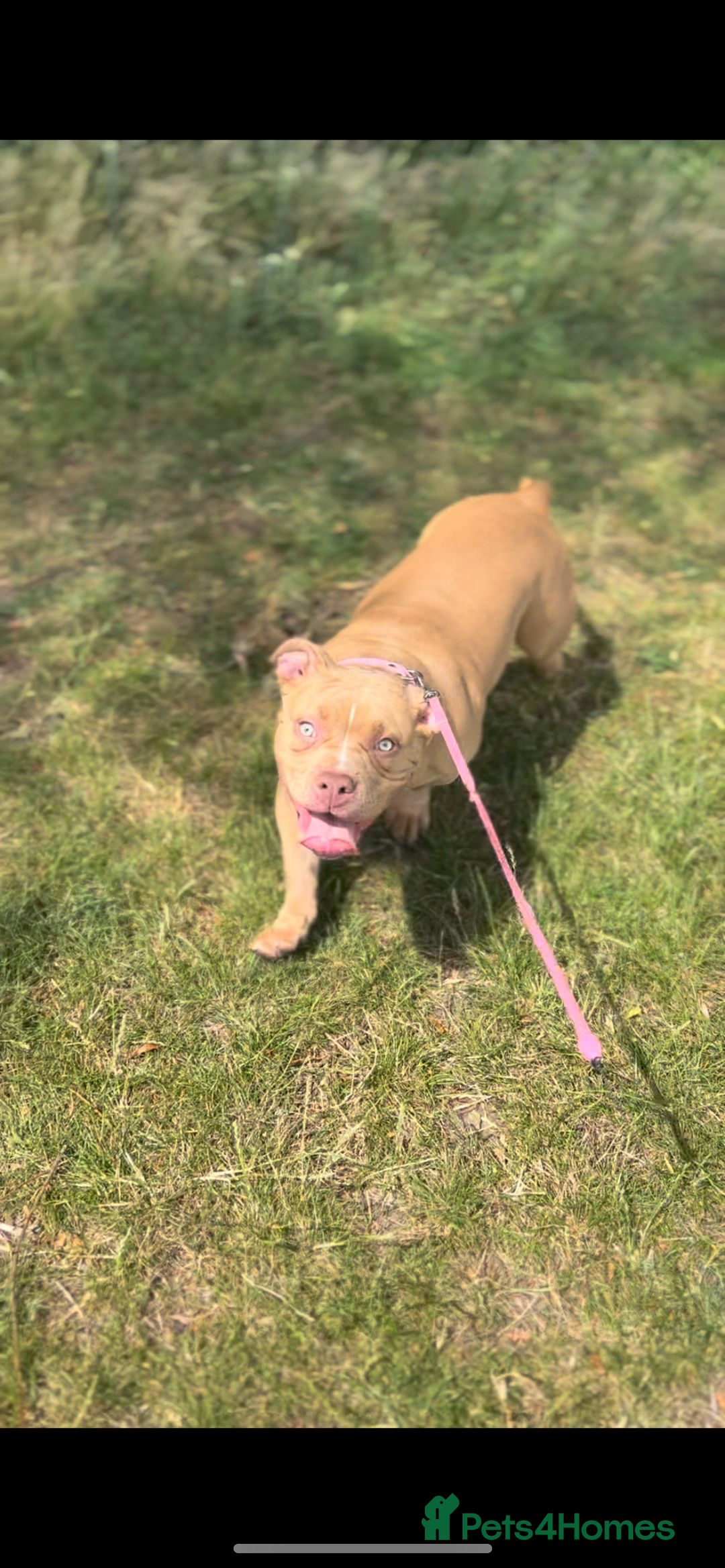 American Bully dogs for sale: 8 month old female pocket bully  - Image 3