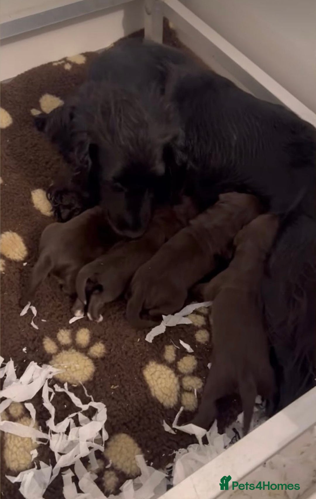 Cocker Spaniel dogs for sale: 4 beautiful cocker spaniel pups for sale - Image 18
