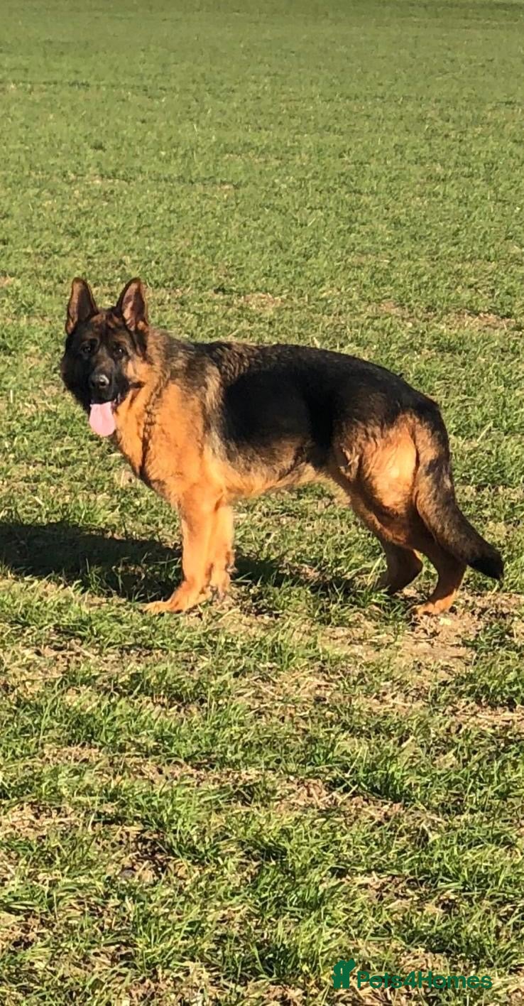 German Shepherd dogs Quality litter GSD @icepack kennels  - Advert 4