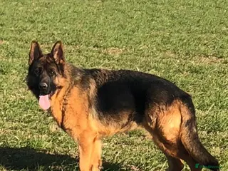 German Shepherd dogs Quality litter GSD @icepack kennels - Advert 4