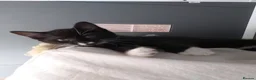 Mixed Breed cats for sale: 3 beautiful black and white kittens  in Worksop - Advert 2