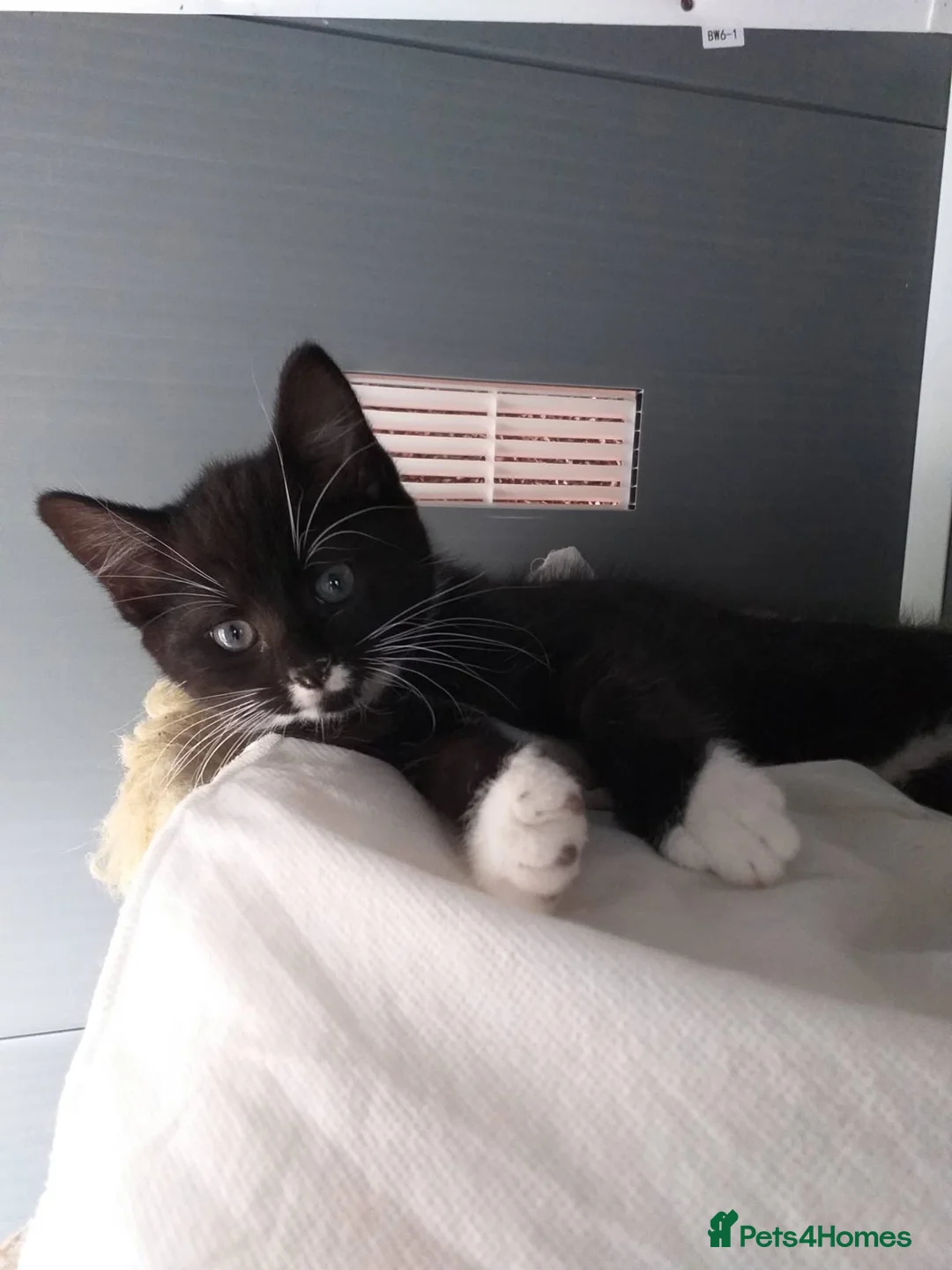 Mixed Breed cats for sale: 3 beautiful black and white kittens  in Worksop - Advert 2