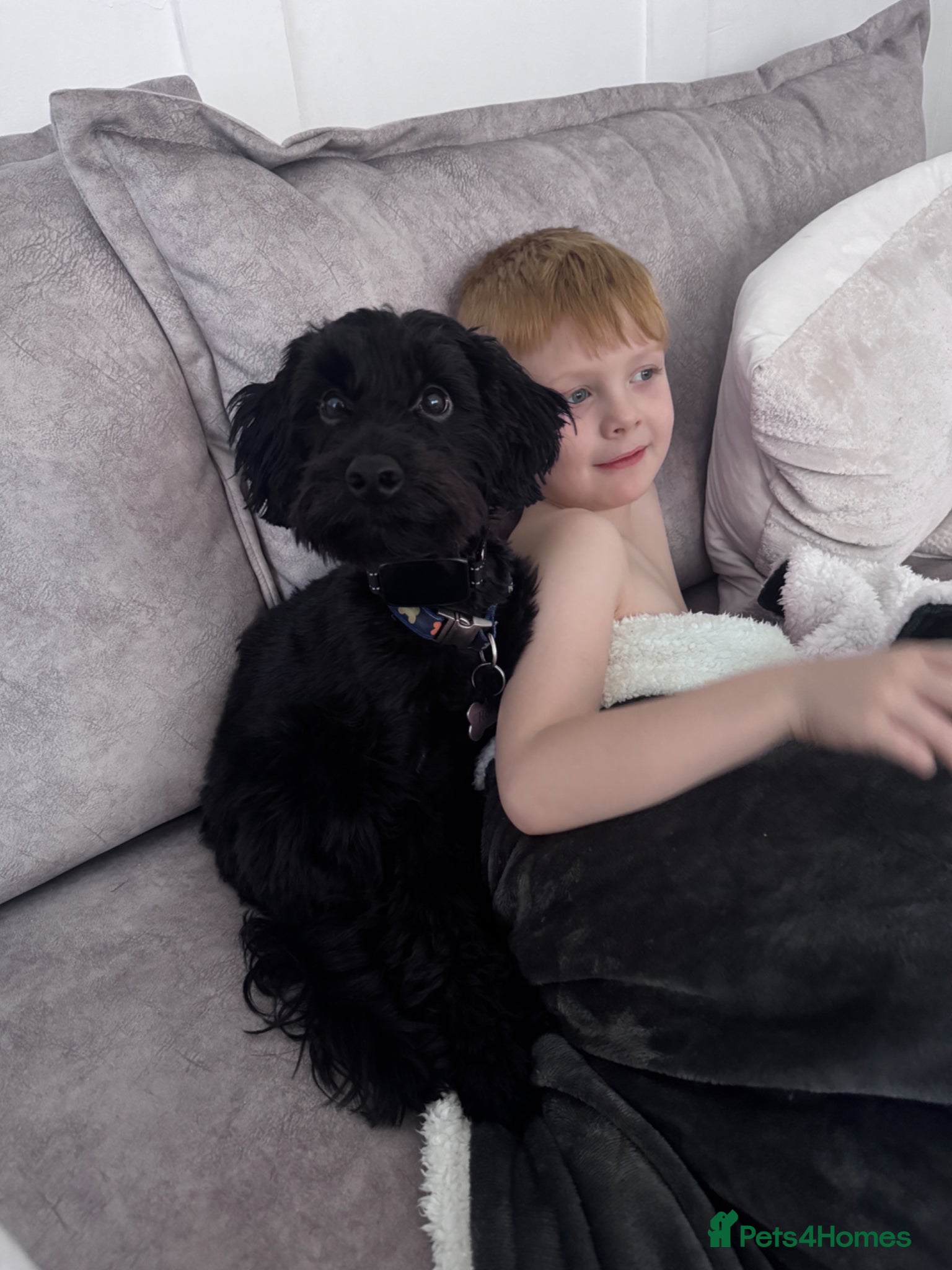 Cockapoo dogs for sale: Ronnie  in Stockport - Advert 3