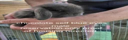 Mini Lop rabbits for sale: READ THE ADD ,Vaccinated tiny bucks READY NOW - Advert 12