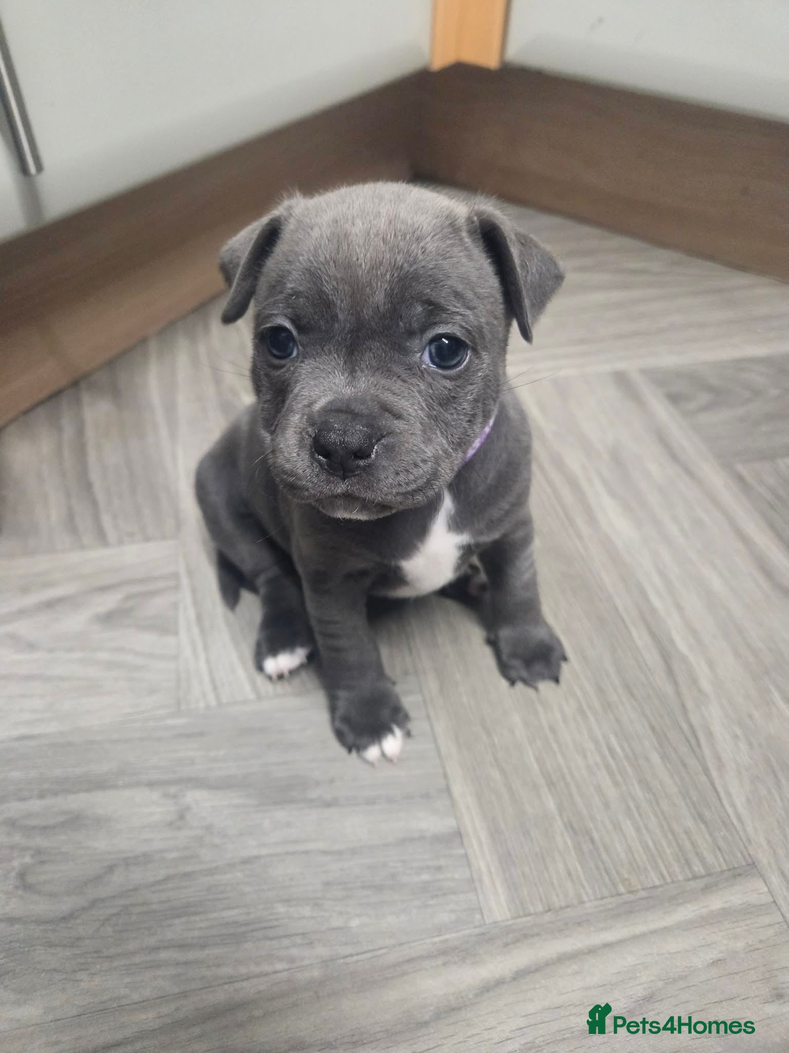 Staffordshire Bull Terrier dogs Blue staffie puppies 🐶  - Advert 3