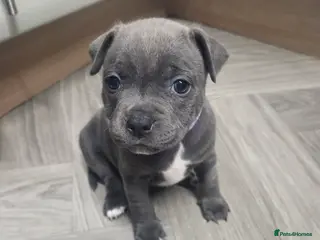 Staffordshire Bull Terrier dogs Blue staffie puppies 🐶 - Advert 3