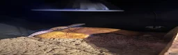 Leopard Gecko reptiles for sale: Leopard Gecko Female & Full vivarium set up - Advert 7