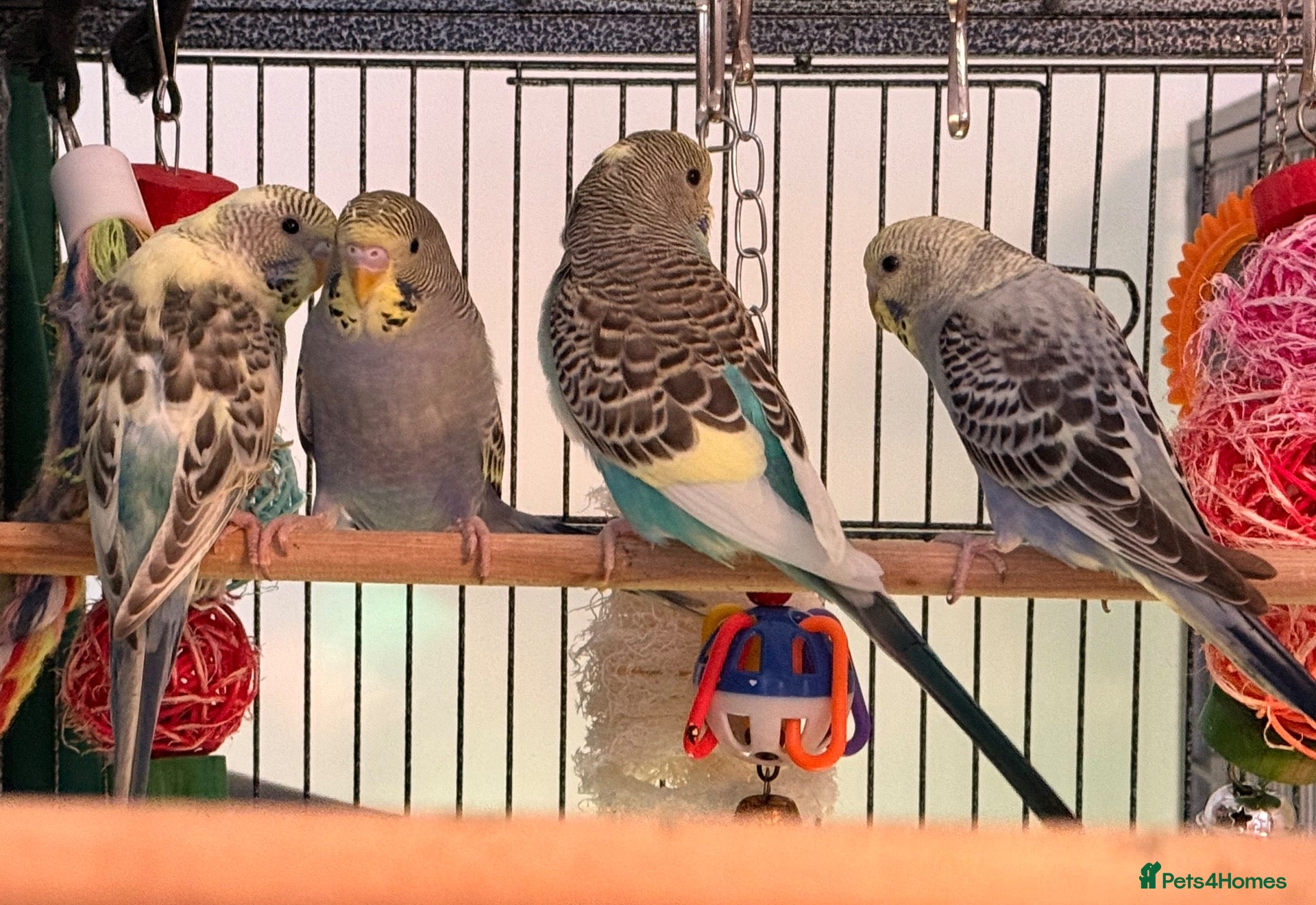 Budgerigars birds Young Budgies 8 to 10 Weeks Old Available  - Advert 2