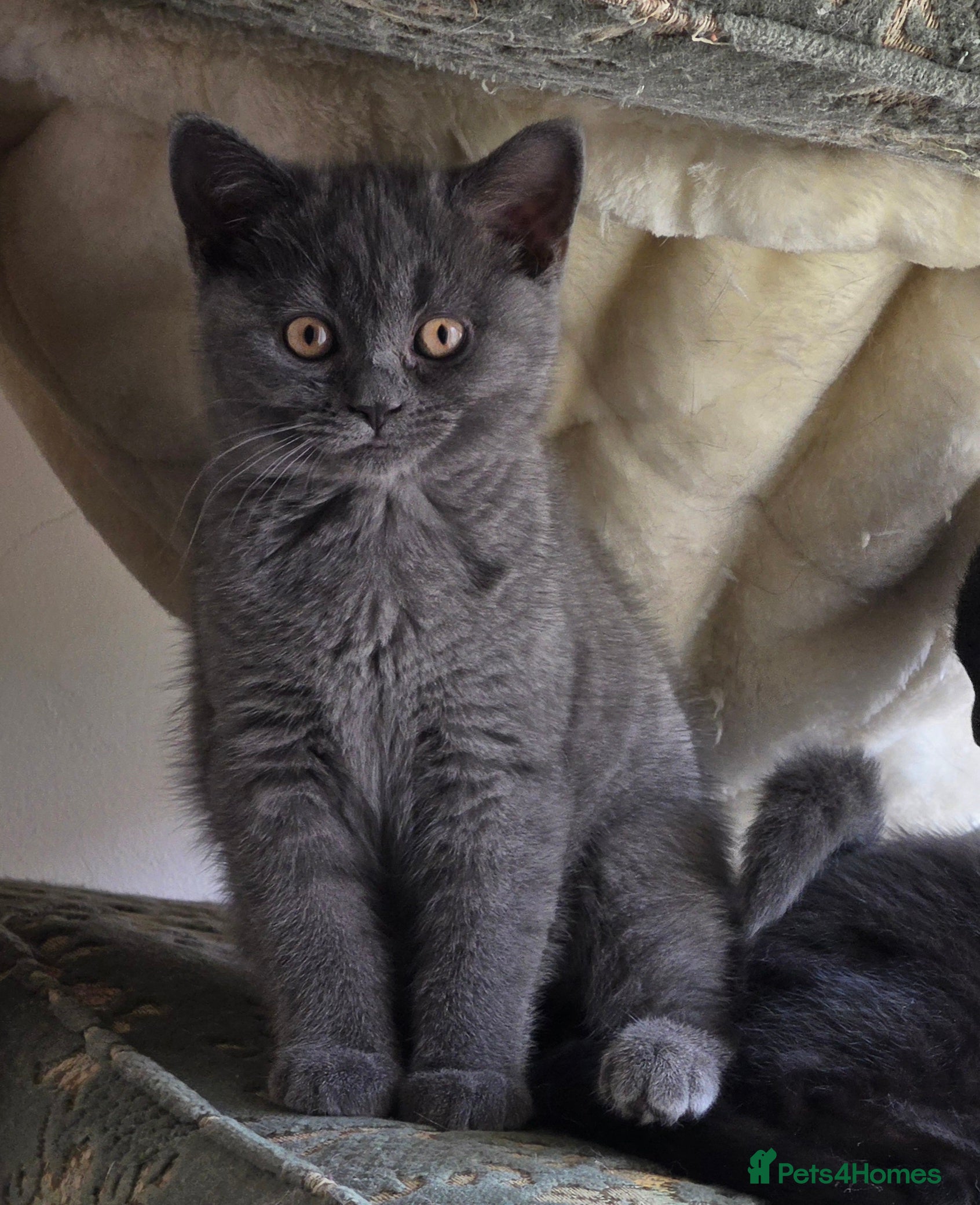 British Shorthair cats British shorthair kittens - Advert 2