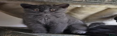 British Shorthair 4