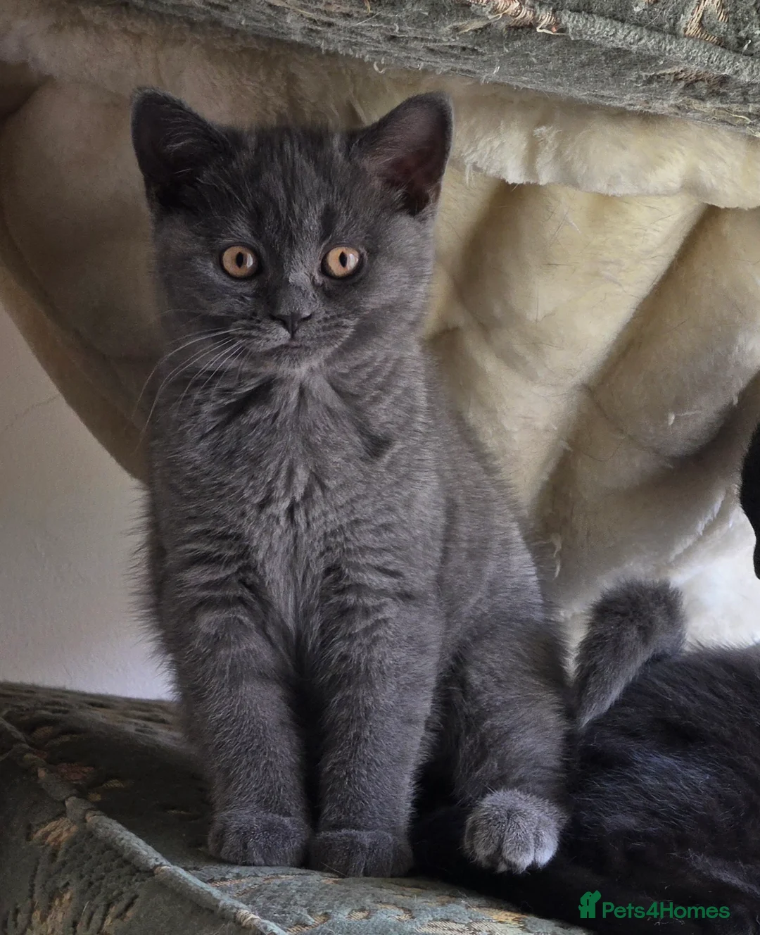 British Shorthair cats for sale: British shorthair kittens - Advert 2