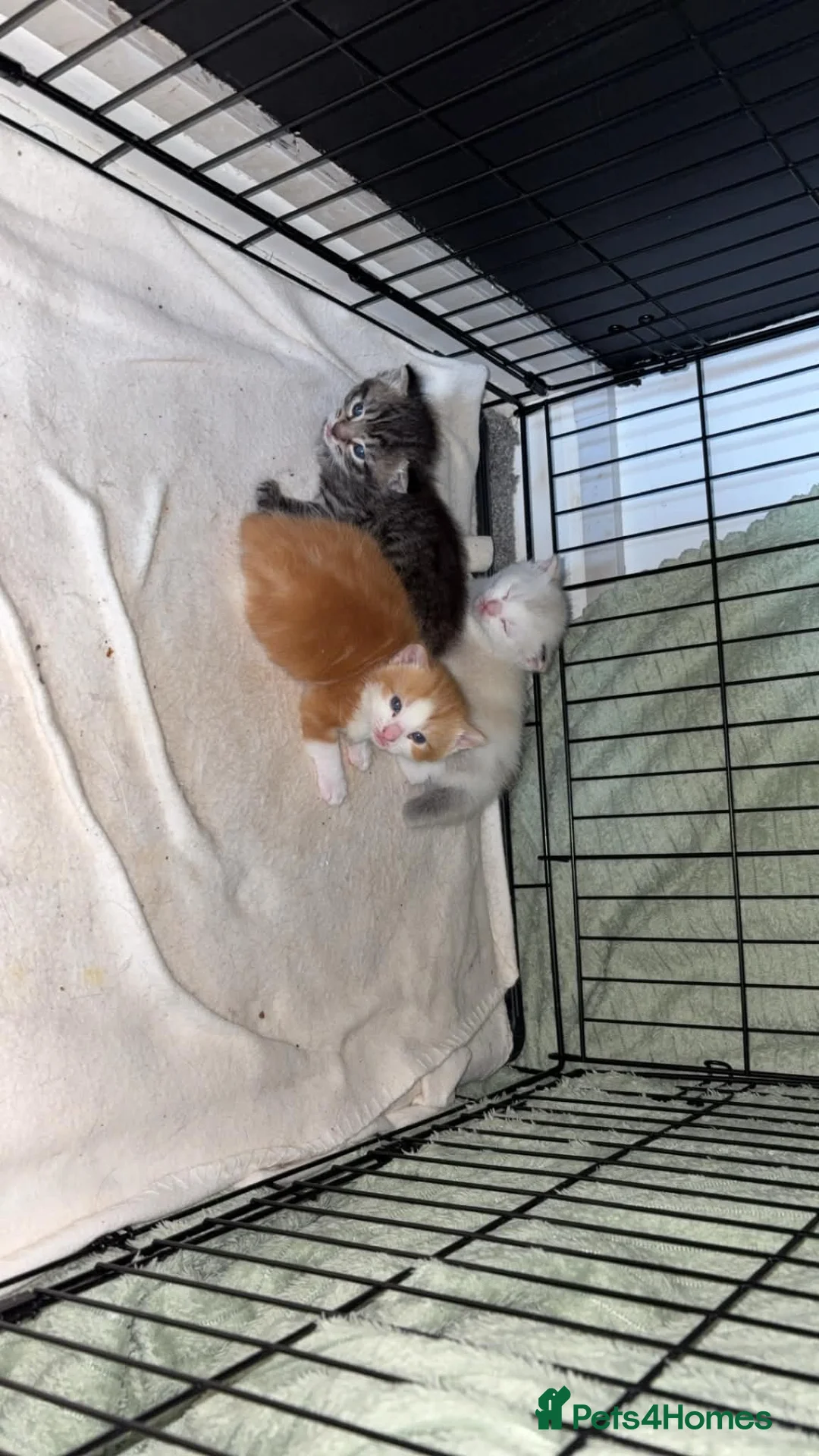 Mixed Breed cats for sale: Kittens - Advert 2