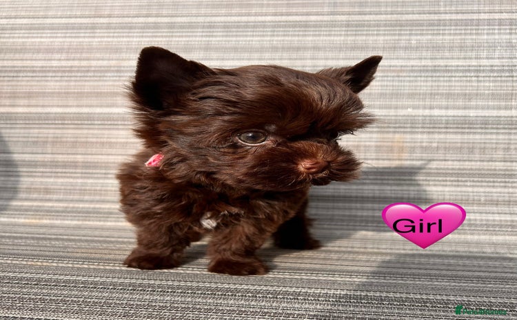 Yorkshire Terrier dogs - Advert 7
