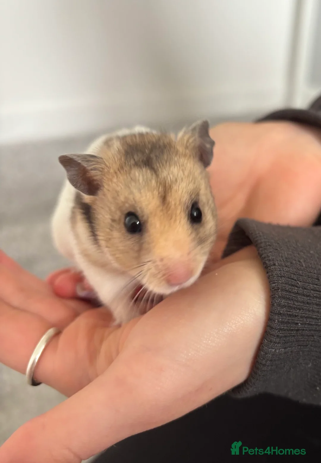 Hamster rodents for sale: male syrian hamster  - Advert 1