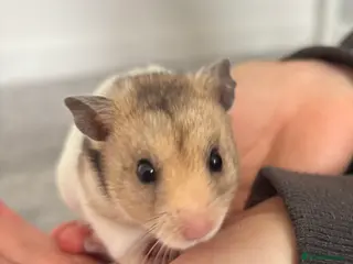 Hamster rodents male syrian hamster - Advert 1