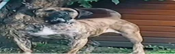 Presa Canario dogs for sale: Purebred chunky presa canario puppies  in Sheffield - Advert 1