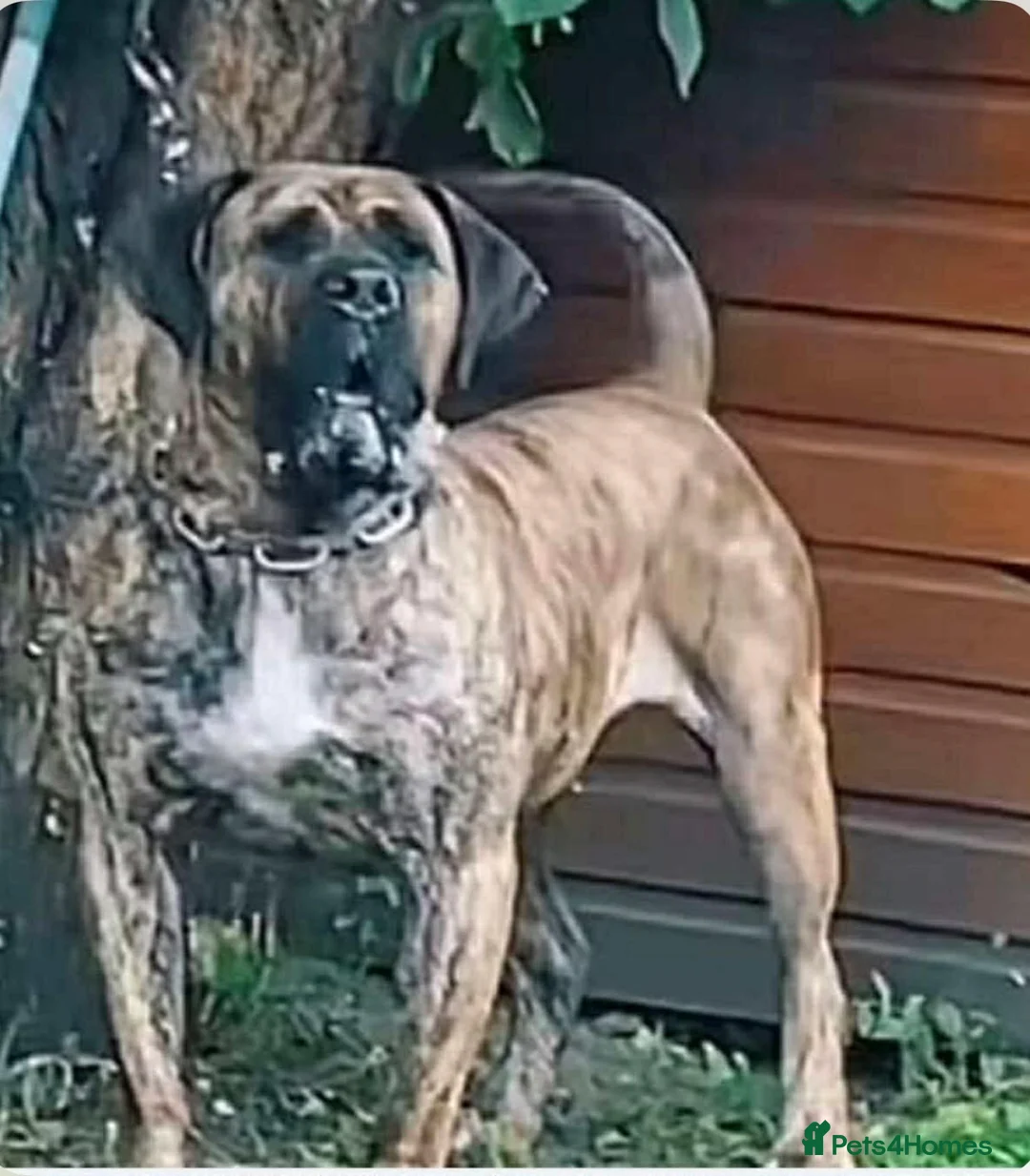 Presa Canario dogs for sale: Purebred chunky presa canario puppies  in Sheffield - Advert 1