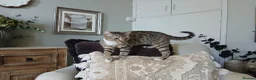 Bengal cats for sale: 3 Bengal Cross Cats Need Loving Home - Advert 8