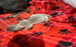 Dachshund dogs for sale:  dachshund miniature - Image 4