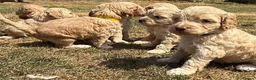 Cockapoo dogs for sale: STUNNING F1 COCKAPOOS  - Advert 10