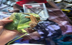 Gecko reptiles for sale: Baby crested geko  - Image 3