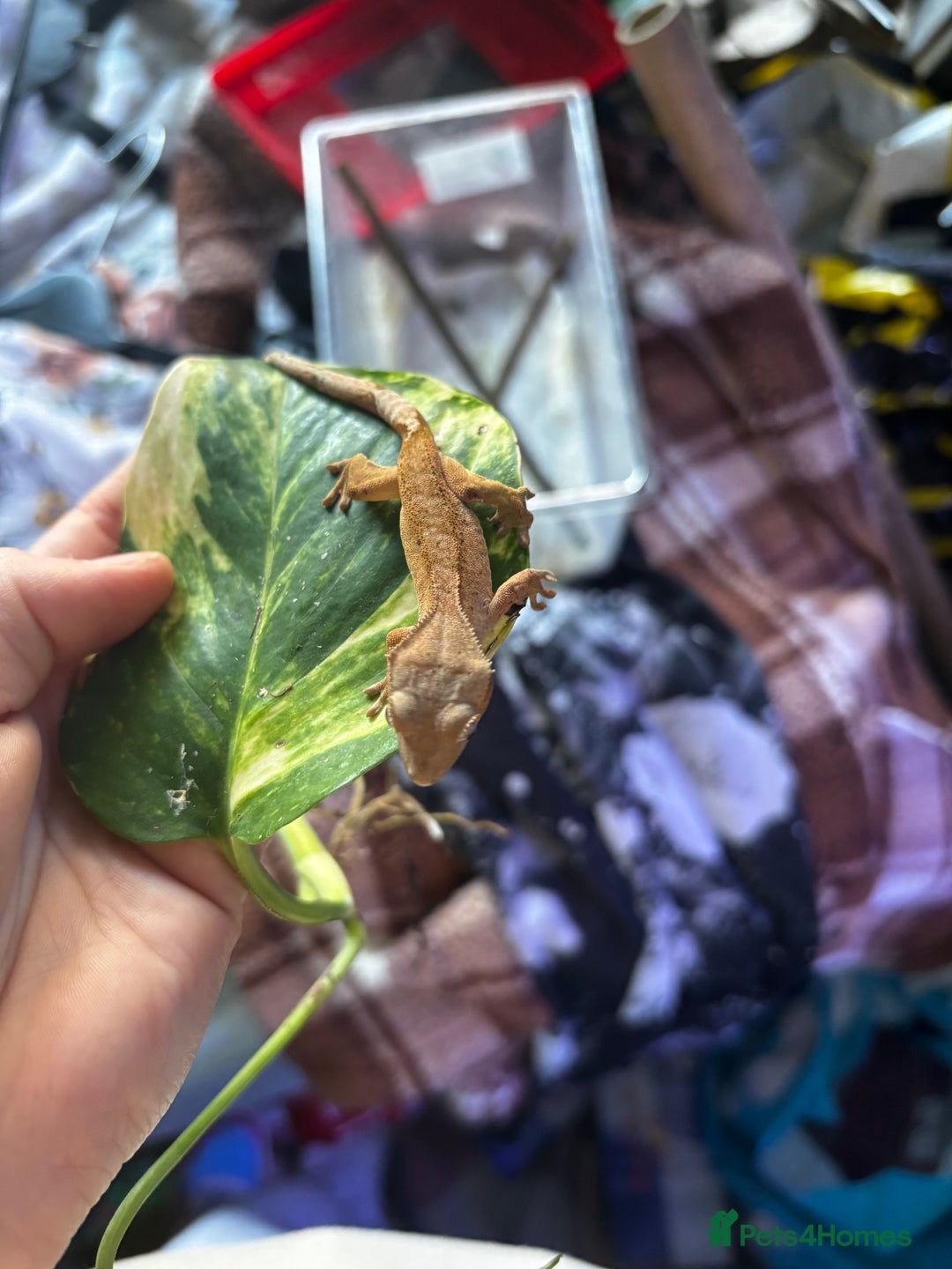 Gecko reptiles for sale: Baby crested geko  - Image 3