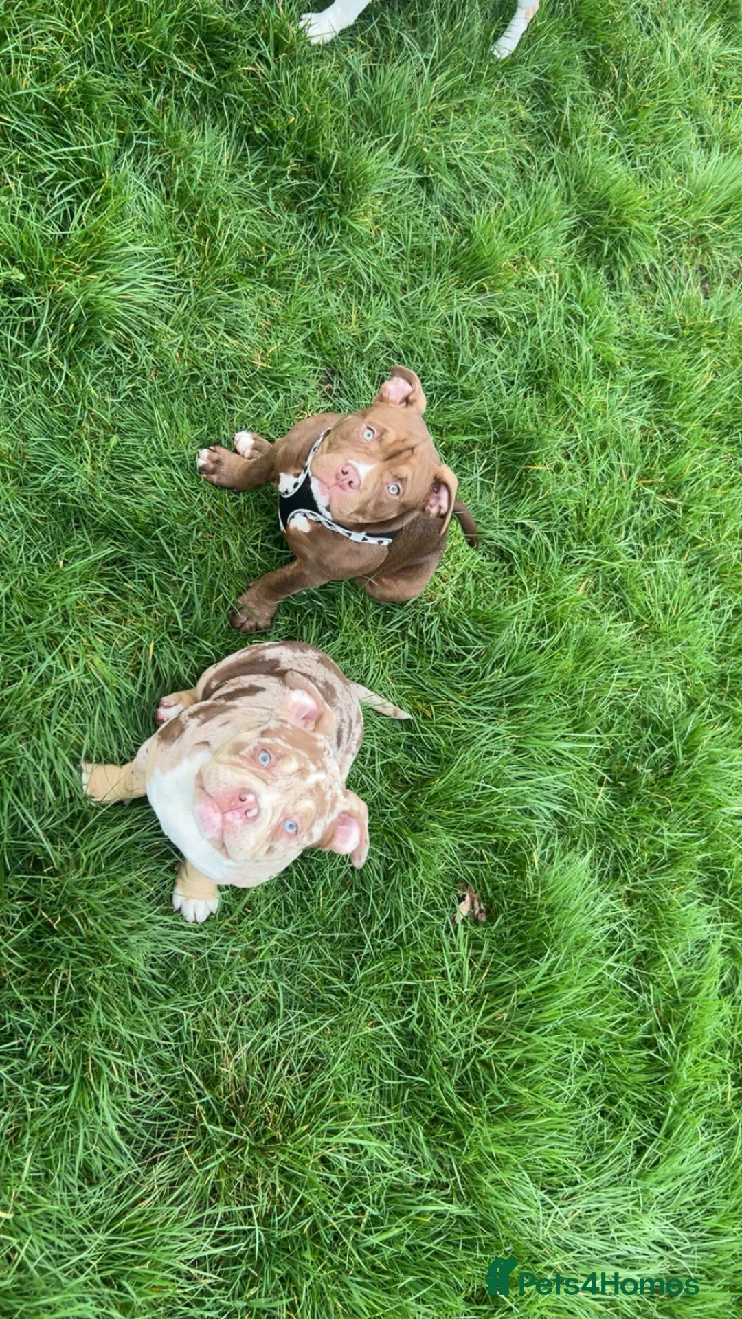 American Bully dogs for sale: 1 male and 3 female bully’s ready to go now!! - Advert 2