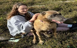 Mixed Breed dogs for adoption: Ava. Norwich Norfolk  - Image 14