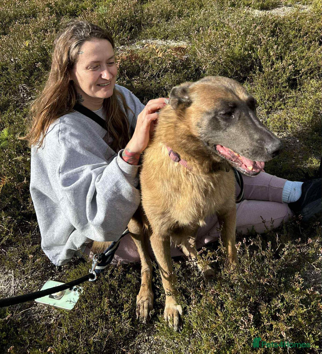 Mixed Breed dogs for adoption: Ava. Norwich Norfolk  - Image 14