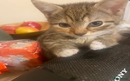 British Shorthair cats for sale: Lovely Girls 🥰 - Advert 9