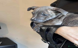 Staffordshire Bull Terrier dogs for sale: Blue staffy pups - Image 2