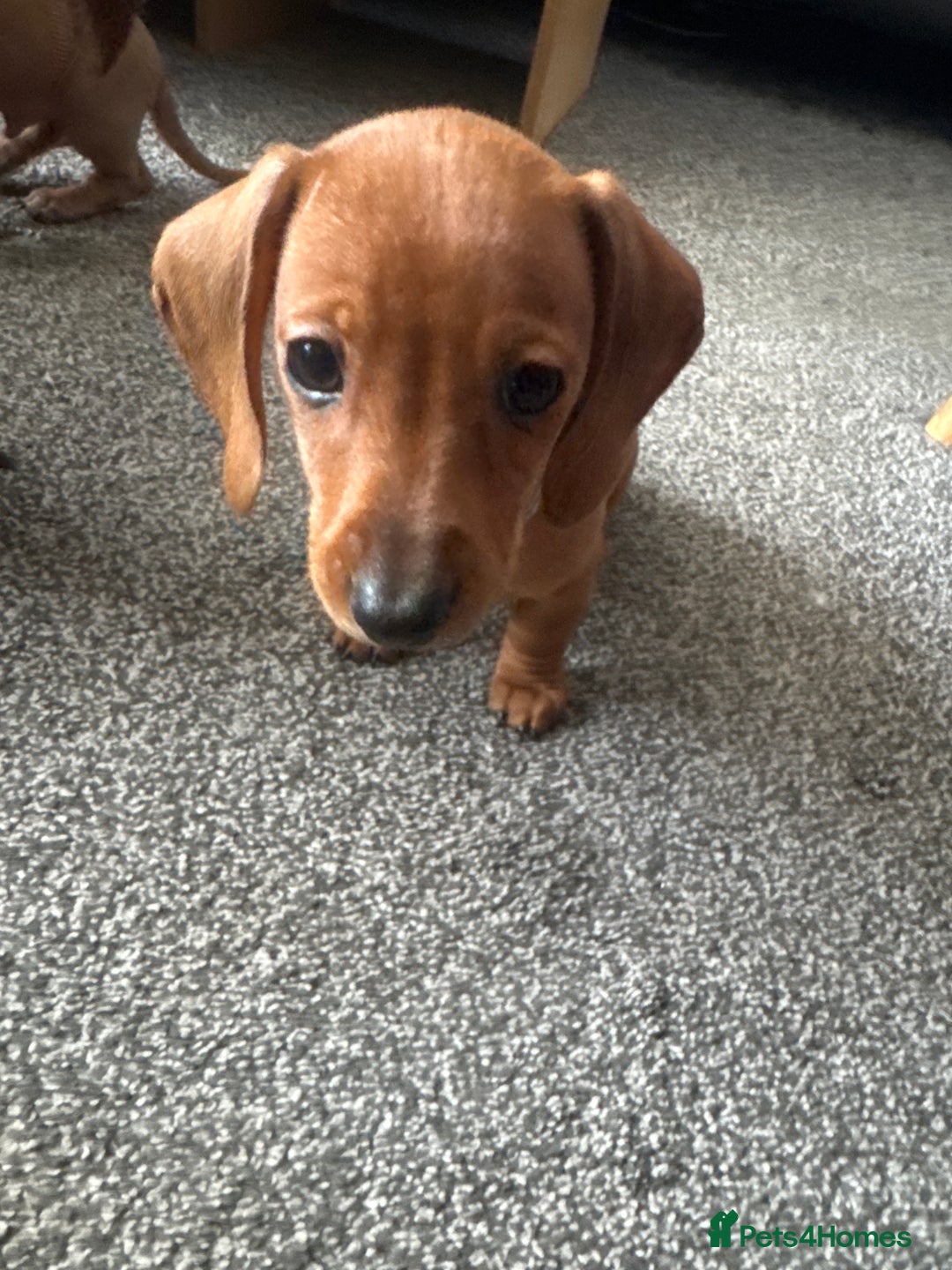 Miniature Dachshund dogs for sale: Beautiful miniature dachshund puppies - Advert 13