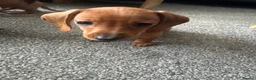 Miniature Dachshund dogs for sale: Beautiful miniature dachshund puppies - Advert 14