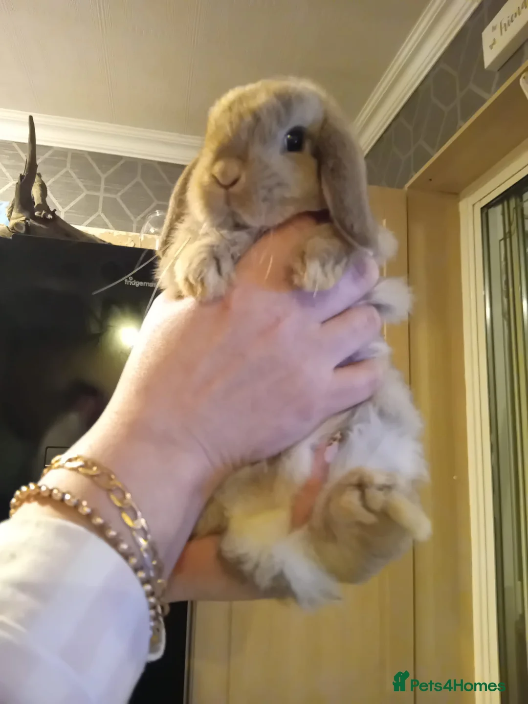 Mini Lop rabbits for sale: Mini lop buck in Birmingham - Advert 2