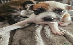 Mixed Breed dogs for sale: 5 Collie x whippet puppies - Image 7