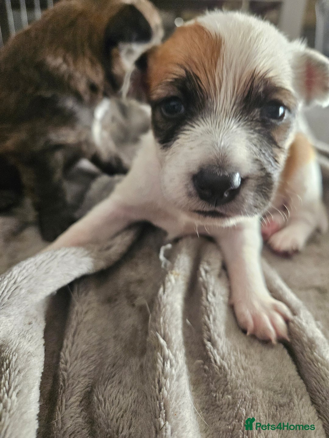 Mixed Breed dogs for sale: 5 Collie x whippet puppies - Image 7