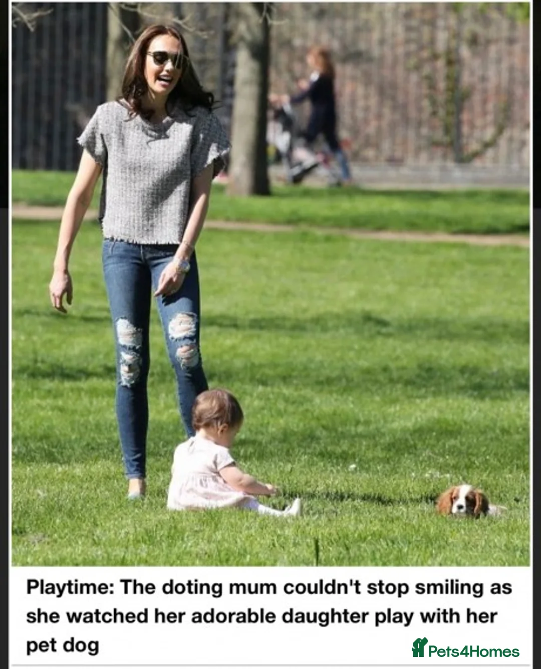 Cavalier King Charles Spaniel dogs for stud: Extensively Health Tested Cavalier King Charles Sp in Mansfield - Advert 33