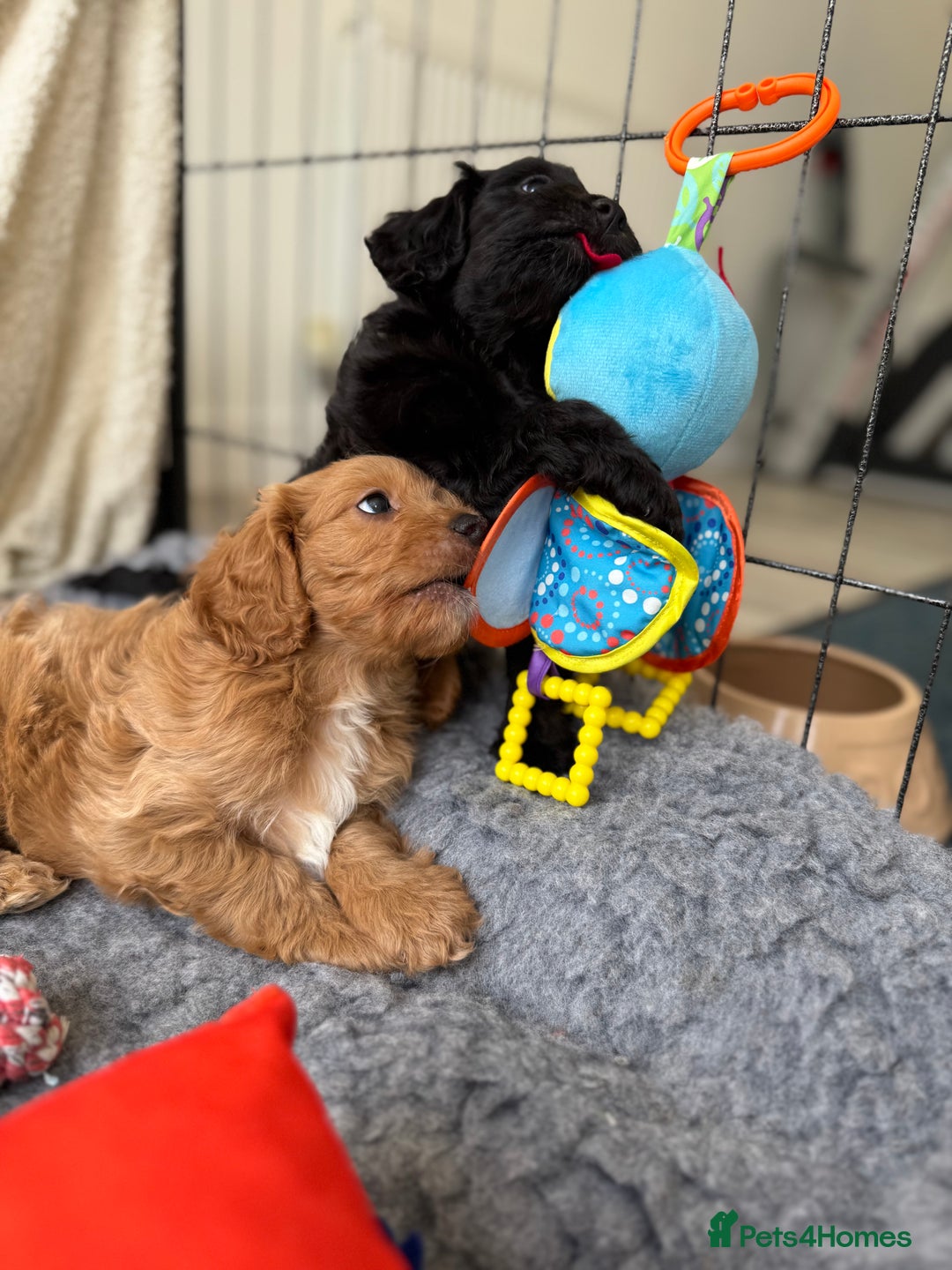 Cavapoo dogs for sale: Quality bred Cavapoo F1 - Image 9